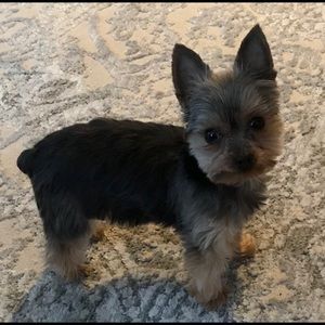 Meet your Posher, Cherie